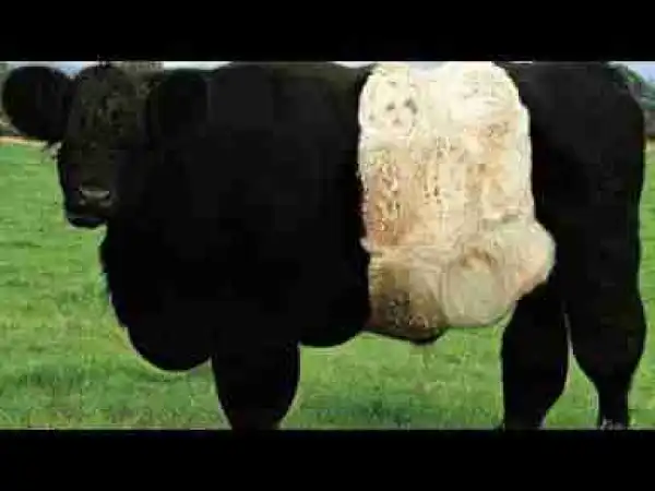 Video: MOST Incredible Black & White Creatures